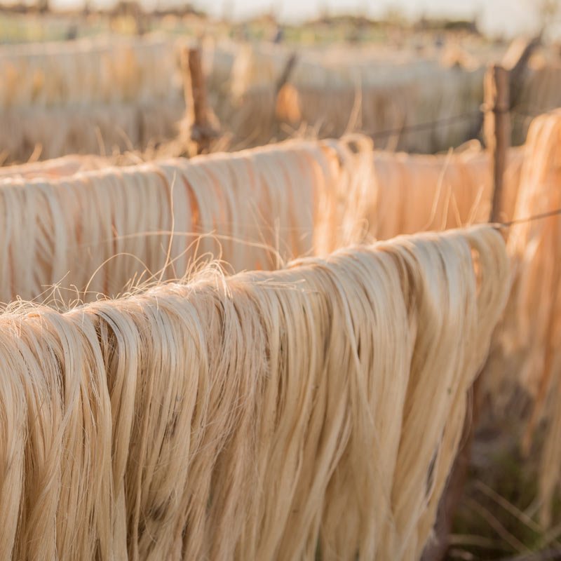 Natural sisal fibres at DC Mills